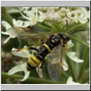 Tenthredo amoena - Blattwespe w07.jpg